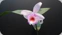 Sobralia decora